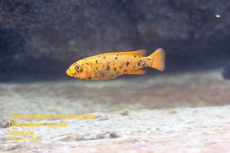 Labeotropheus trewavasae 'Mitande Reef (Rocks)'